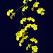 Oncidium Kukoo