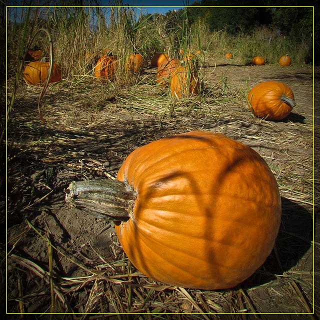 Pumpkin in Patch with Shadows