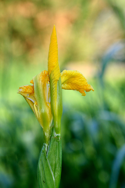 Yellow Flag (Iris pseudacorus)