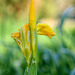 Yellow Flag (Iris pseudacorus)