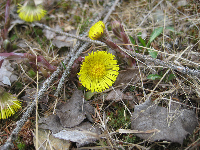 Huflattich (Tussilago farfara)