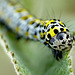 Patio Life: Mullein Caterpillar Face