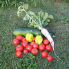 Gemüseernte (Paradeiser, Paprika, Zucchini, Weißer Rettich)
