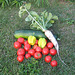 Gemüseernte (Paradeiser, Paprika, Zucchini, Weißer Rettich)