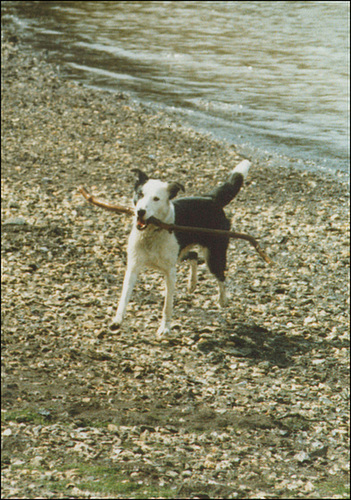 Trixie on the beach