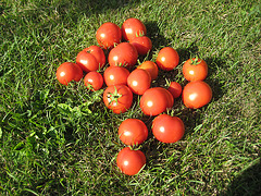 Paradeiser (Tomaten) [Solanum lycopersicum]