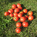 Paradeiser (Tomaten) [Solanum lycopersicum]