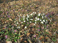 Buschwindröschen (Anemone nemorosa)