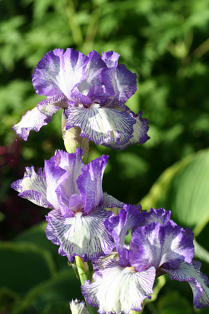 Purple and White Sunshine