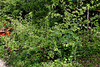 Corylus avellana ' Laciniata ' ( = Heterophylla )