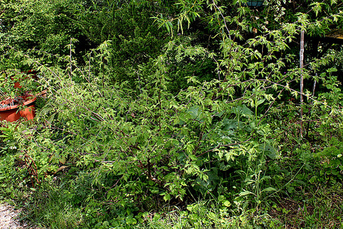 Corylus avellana ' Laciniata ' ( = Heterophylla )