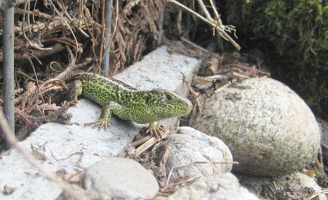 Eidechse (Lacerta agilis)