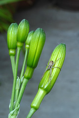 Daylily Buds and Spider