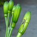 Daylily Buds and Spider