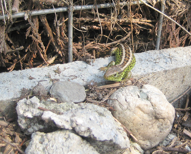 Eidechse (Lacerta agilis)