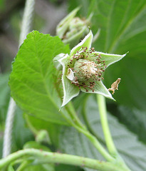 Himbeerblüte [Rubus idaeus]