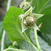 Himbeerblüte [Rubus idaeus]