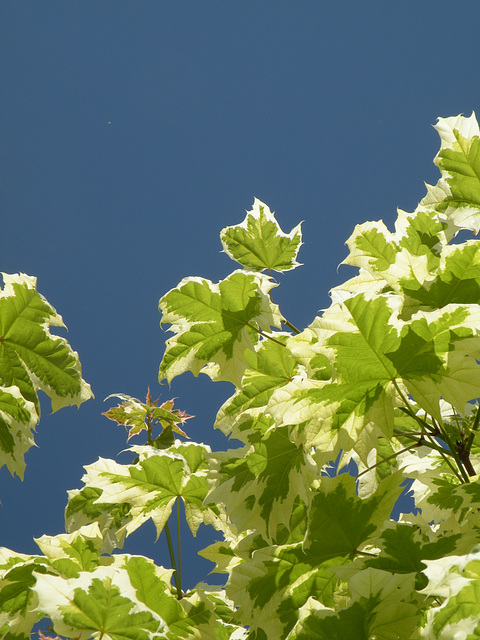 Sky and Leaves