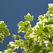 Sky and Leaves