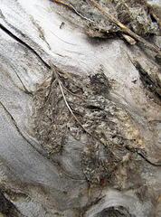 Leaf Skeleton on Driftwood