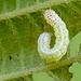 Patio Life: Hebrew Character Caterpillar