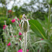 Knospe einer Vexiernelke (Lychnis coronaria)