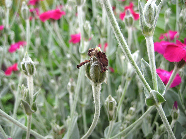 verblühte Vexiernelke (Lychnis coronaria)