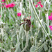 verblühte Vexiernelke (Lychnis coronaria)