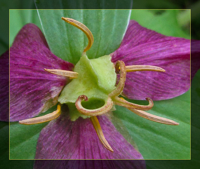 Heart of a Trillium