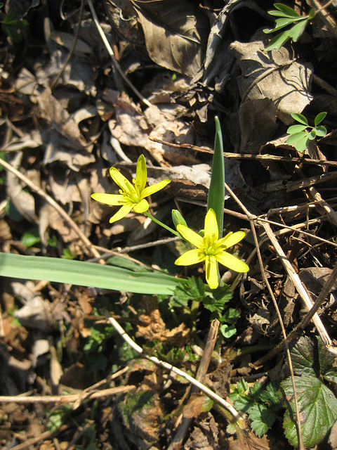 Gelbsternchen, Goldsternchen (Gagea)