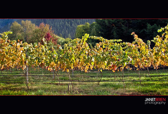 Autumn Vineyard