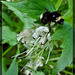 Bumble Bee on White Blossom