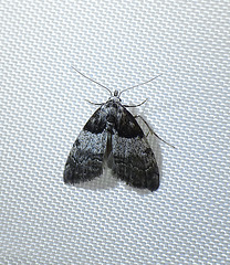 Short-cloaked Moth