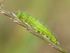 Small Heath Caterpillar