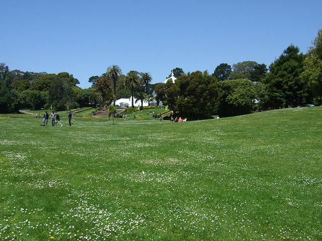 Daisy Field