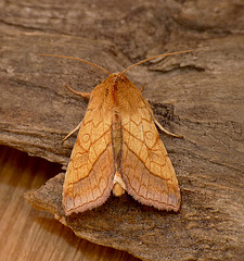 Bordered Sallow Top