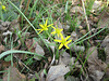 Gelbsternchen, Goldsternchen (Gagea)