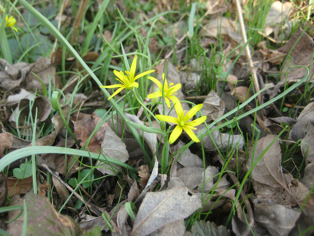 Gelbsternchen, Goldsternchen (Gagea)