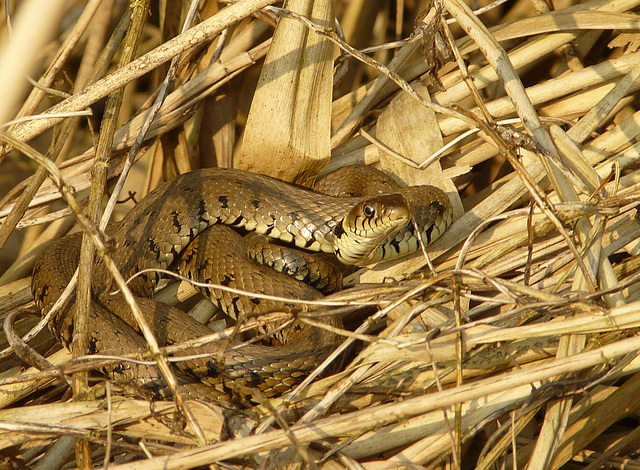 Grass Snake