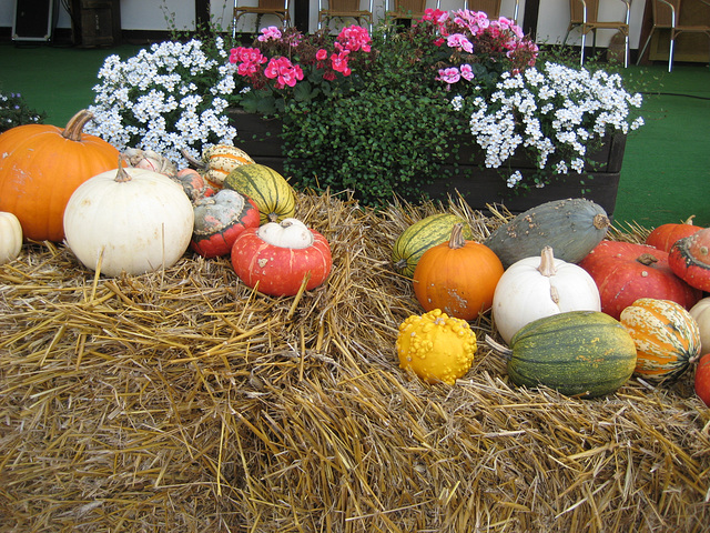 Klaistow - Kürbisausstellung 2012