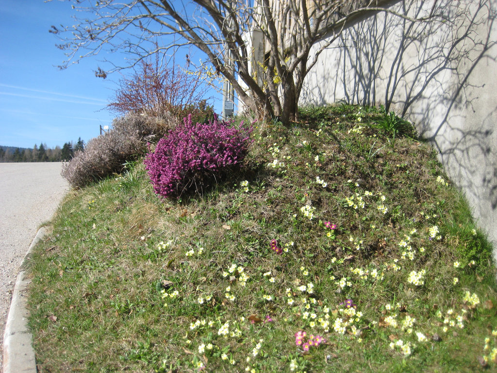 Frühlingswiese
