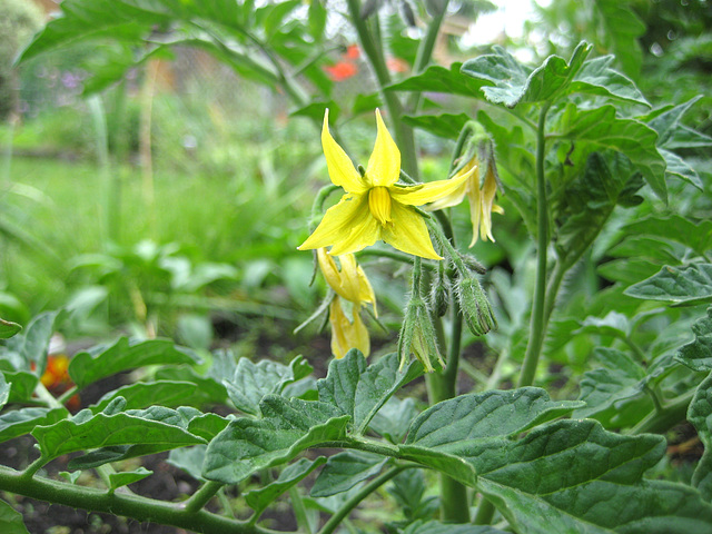 Tomatenblüte [Solanum lycopersicum]