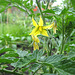 Tomatenblüte [Solanum lycopersicum]