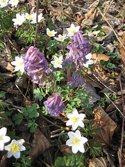 Hohler Lerchensporn, Zottelhose und Buschwindröschen (Corydalis cava, Anemone nemorosa)