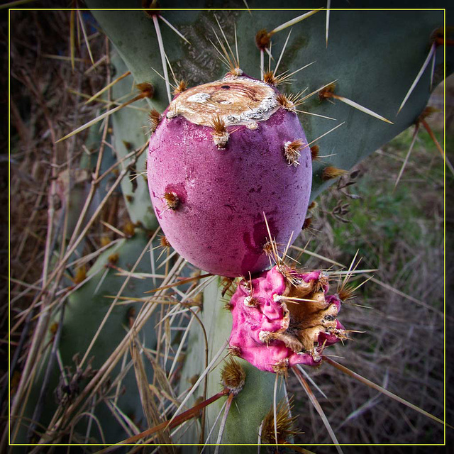 Prickly Pears