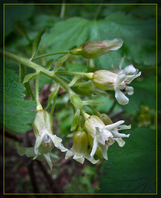 White Flower Cluster