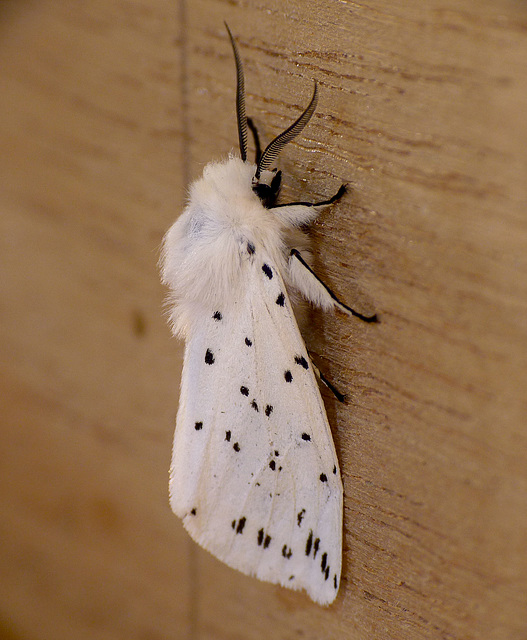 White Ermine