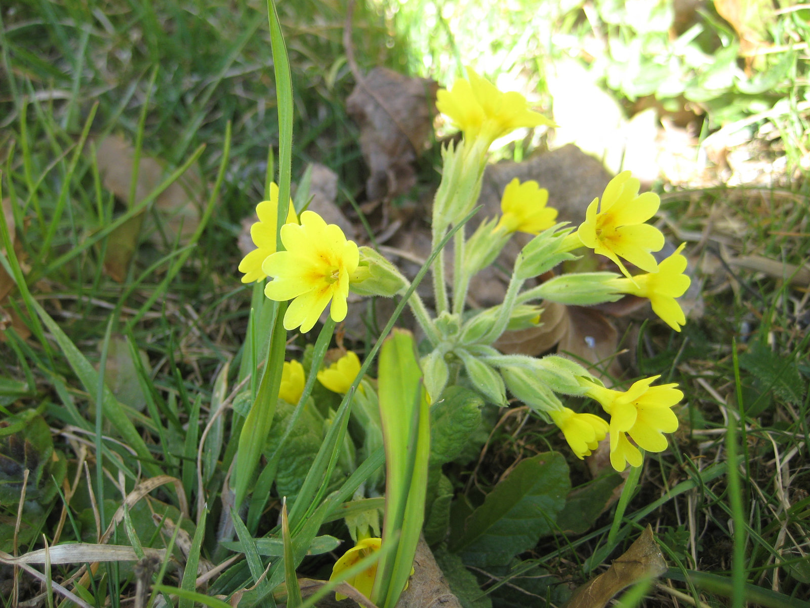 Himmelschlüssel (Primula veris)