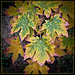 Maple Leaves in Autumn Colors