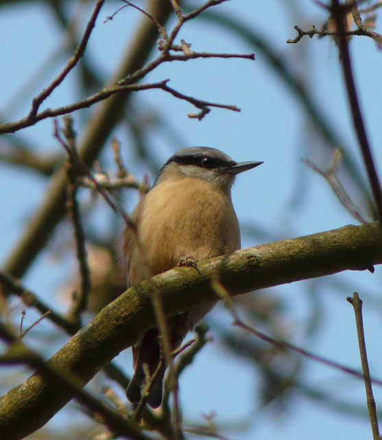 Nuthatch